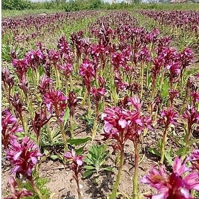 2 Adet Salep Fidesi Orkide Orchis-Saksılı-Canlı Bitki