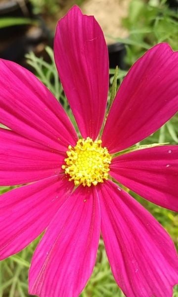 Cosmos  Dwarf Red Fidanı