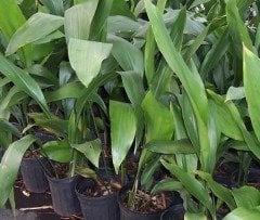 Aspidistra Elatior Salon Yaprağı- Saksıda