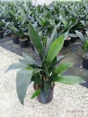 Aspidistra Elatior Salon Yaprağı- Saksıda