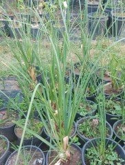 Pampas Otu Fidanı Beyaz Çiçekli 120-150 cm