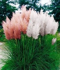 Pampas Otu Fidanı Beyaz Çiçekli 120-150 cm