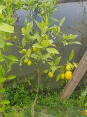 Citrus-Limonia-Rangpur-Limette-Mandarin Limette 150 cm Bol meyveli Anaç Fidan