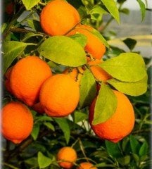 Citrus-Limonia-Rangpur-Limette-Mandarin Limette 150 cm Bol meyveli Anaç Fidan