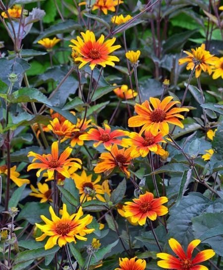 Yanan-Kanayan Kalpler Heliopsis Fidesi 20 cm