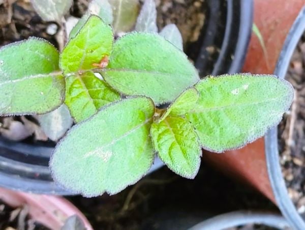 Yanan-Kanayan Kalpler Heliopsis Fidesi 20 cm