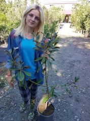 Yaprak Dökmeyen Beyaz Manolya (Aşılı 120-150 cm)