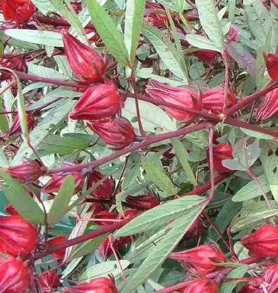Hibiscus Rosella-Sudan Bamyası 20 cm