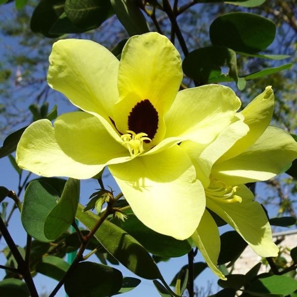 Bauhinia Tomentosa-Çift Renkli Orkide Ağacı-20 cm