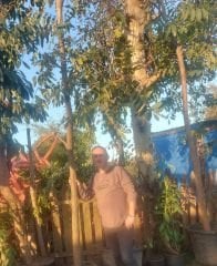 Kalp Cevizi (Salkım Ceviz) Fidanı 15 Yaş-Boy 300-350 cm-Gövde Çapı 30-34 cm