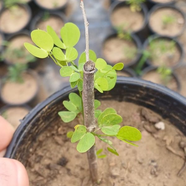 Bauhinia Tomentosa-Çift Renkli Orkide Ağacı-20 cm