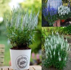 Snow Candles Veronica Spicata Fidesi Yavşan Otu Çiçeği