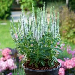 Snow Candles Veronica Spicata Fidesi Yavşan Otu Çiçeği