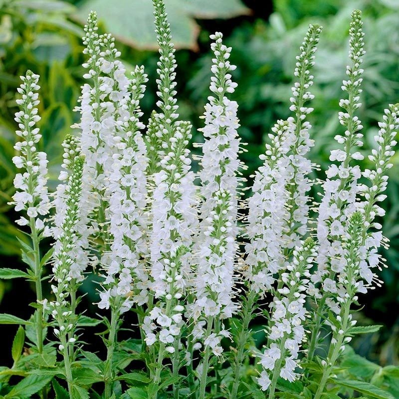 Snow Candles Veronica Spicata Fidesi Yavşan Otu Çiçeği