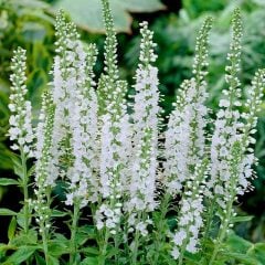Snow Candles Veronica Spicata Fidesi Yavşan Otu Çiçeği