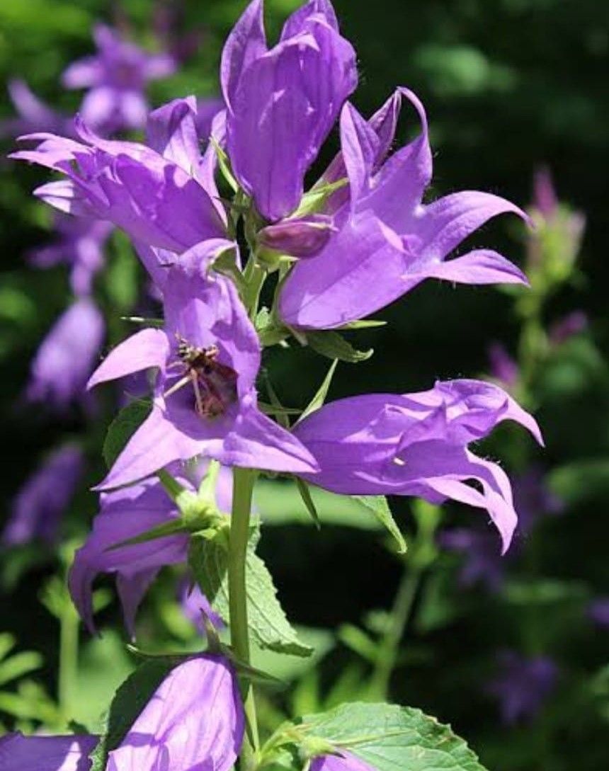 Campanula Latifolia-Çıngıraklı Çan Çiçeği