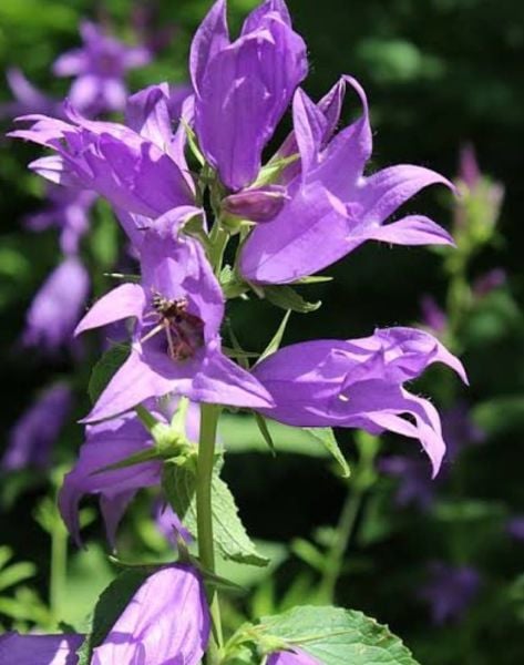 Campanula Latifolia-Çıngıraklı Çan Çiçeği
