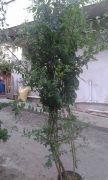 Ağaç Maviş Fidanı 230 cm Bol Çiçekli