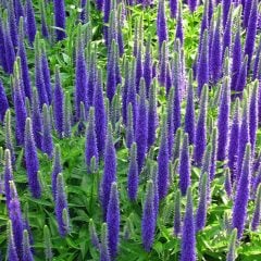 Royal Candles Veronica Spicata Fidesi Yavşan Otu Çiçeği
