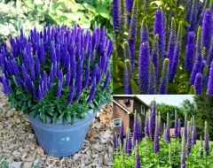 Royal Candles Veronica Spicata Fidesi Yavşan Otu Çiçeği