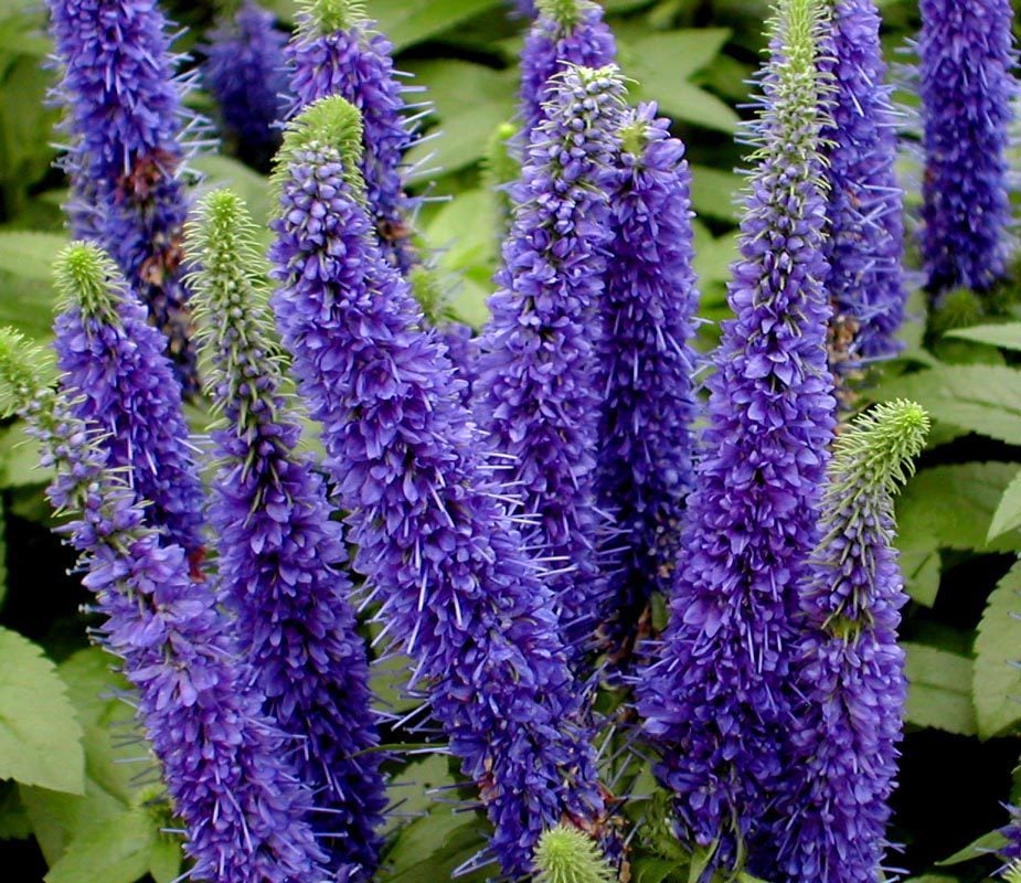 Royal Candles Veronica Spicata Fidesi Yavşan Otu Çiçeği