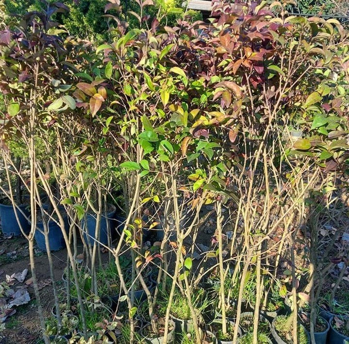 Ligustrum Japonicum Kurtbağrı Fidanı, 180-200 cm