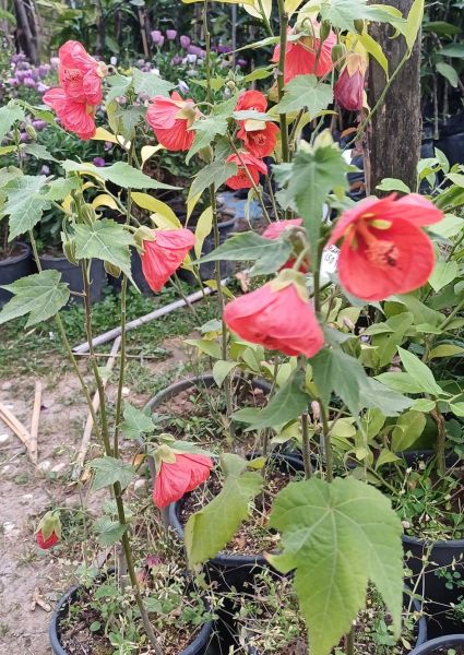 Abutulion (Kırmızı Fidanı 25-30 cm)