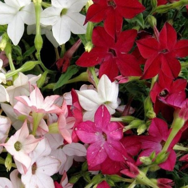Beyaz-Pembe Nicotiana  Fidanı Parfüm Kokulu Tütün Çiçeği