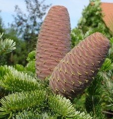 Abies Nordmanniana Doğu Karadeniz Göknarı Fidanı 200 cm