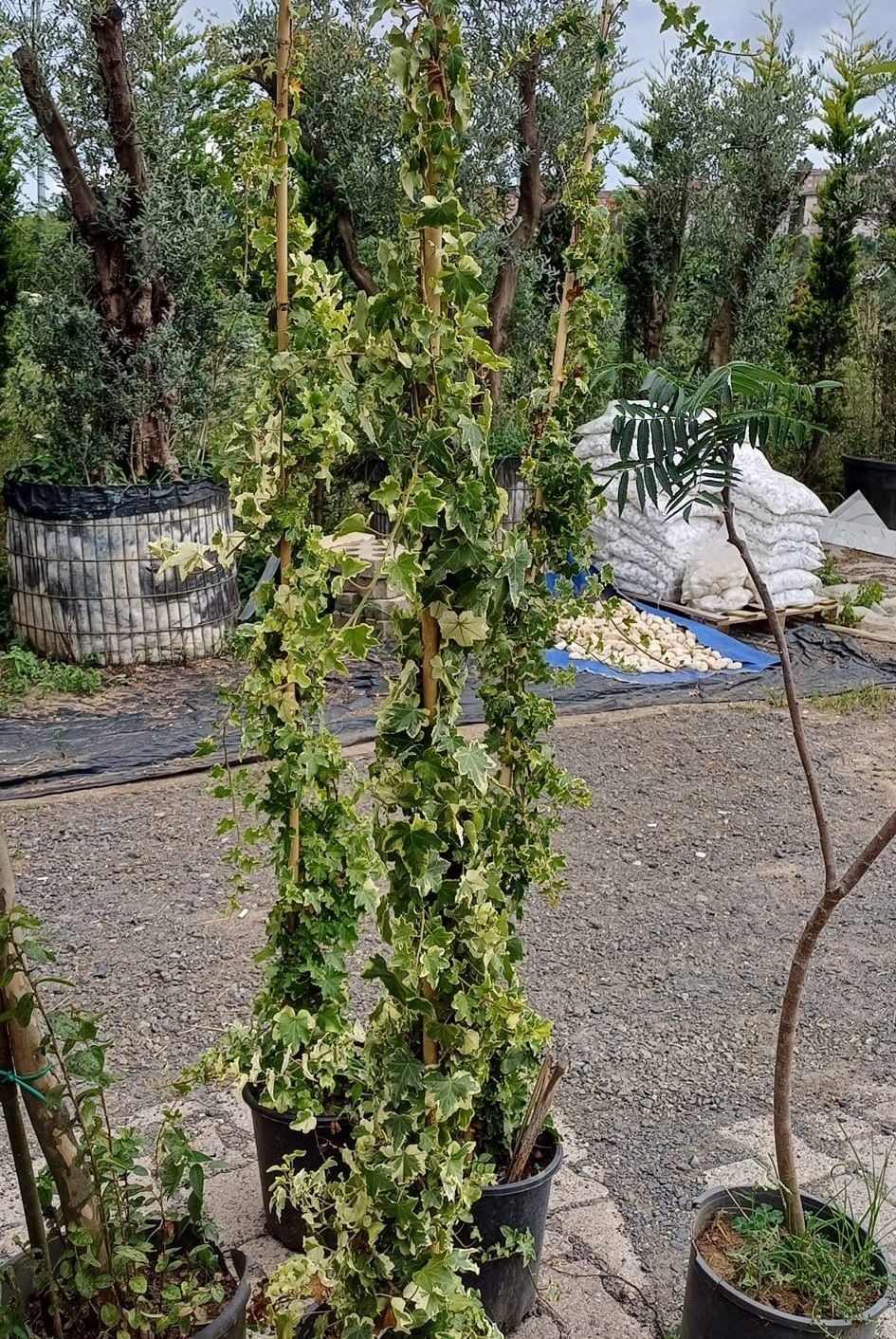 Küçük ve Dekoratif Yapraklı duvar Sarmaşığı 20 cm