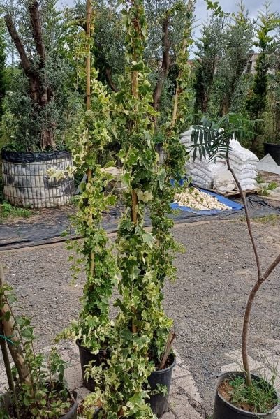 Küçük ve Dekoratif Yapraklı duvar Sarmaşığı 20 cm