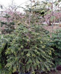 Abies Nordmanniana Doğu Karadeniz Göknarı Fidanı 200 cm