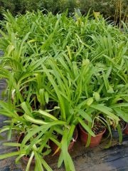 Afrika Zambağı (Agapanthus) Saksılı-Beyaz Çiçekli