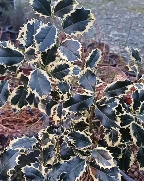 Ilex Aquifolium Variegatum 80-100 cm-7 Yaş-(Alacalı Çoban Püskülü)