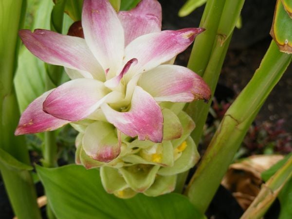 Curcuma Longa Zerdeçal Fidanı 40-60 cm