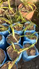 Afrika Zambağı (Agapanthus) Saksılı-Beyaz Çiçekli