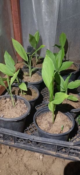 Curcuma Longa Zerdeçal Fidanı 40-60 cm