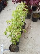 Acer Negundo Fidanı 60 cm