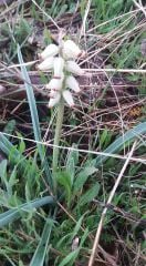 Muscari -Arap sümbülü -Dağ Sümbülü
