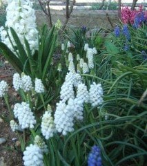 Muscari -Arap sümbülü -Dağ Sümbülü Beyaz
