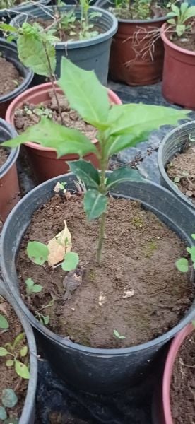 Çoban Püskülü İlex Fidanı 10-25 cm
