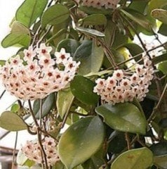 Mum Çiçeği (Hoya Cornasa) Kokulu-150-190 cm