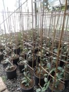 Mum Çiçeği (Hoya Cornasa) Kokulu-150-190 cm