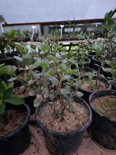 Kalanchoe Manginii Fidanı