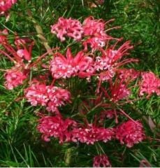 Grevillea Çalısı 120-140 cm
