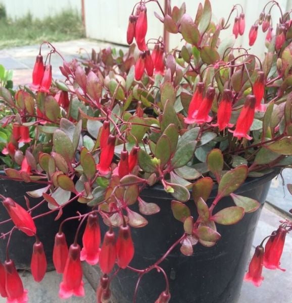 Kalanchoe Manginii Fidanı