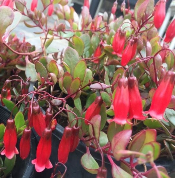 Kalanchoe Manginii Fidanı