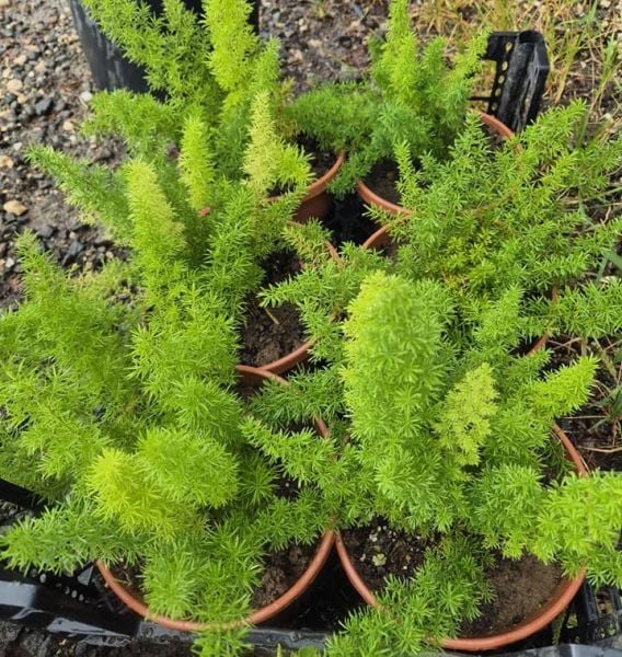 Tilki Kuyruğu Bitkisi  Kuşkonmaz Aparagus Densiflorus Foxtail