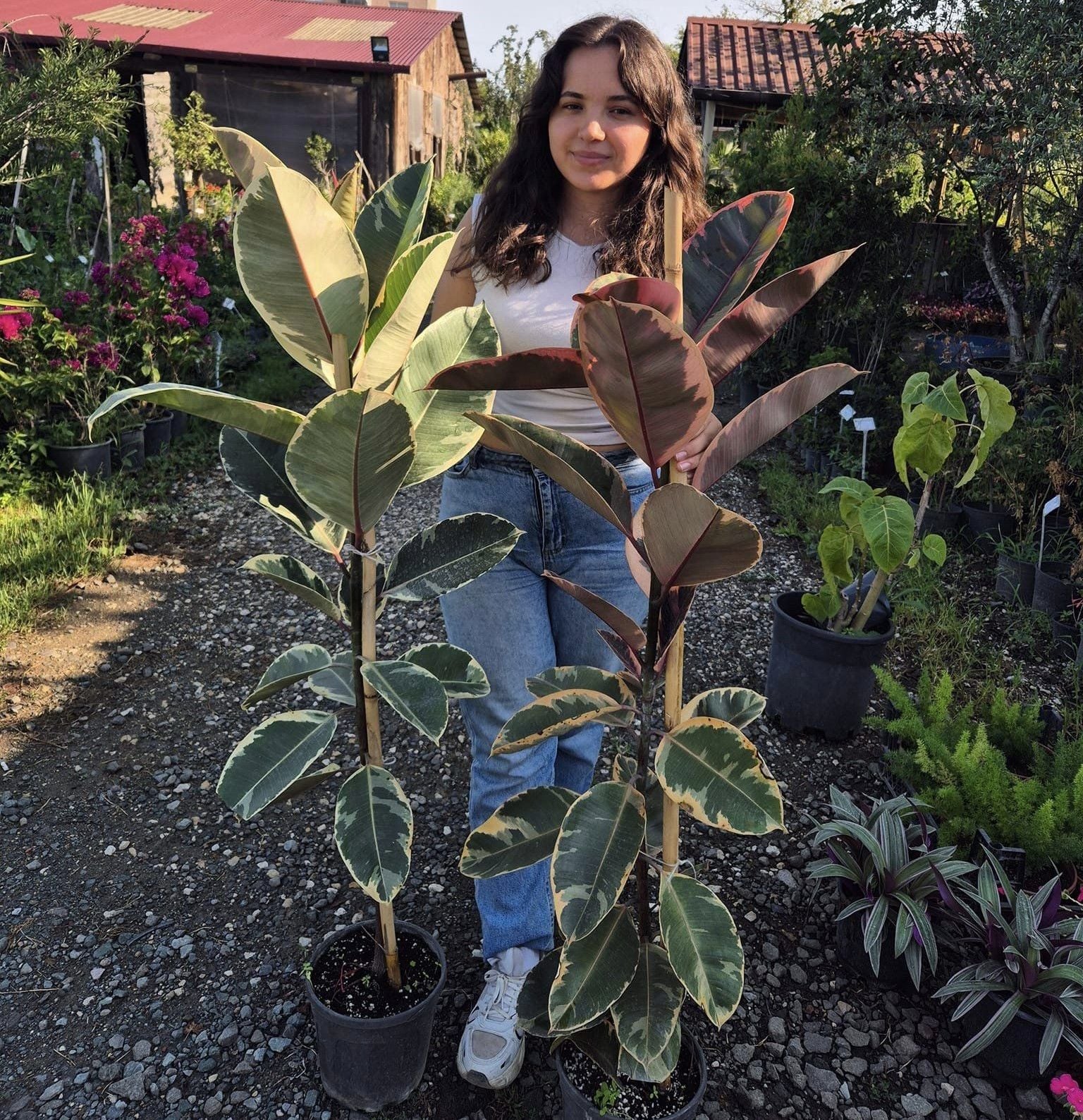 Pembe Alacalı Kauçuk Bitkisi-Ficus Elastica Belize- Boy 130 cm