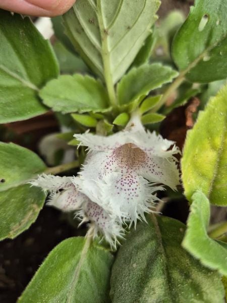 Alsobia (Dantel çiçeği) 0-20 cm